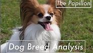 Dog Breed Analysis: The Papillon - Dog Facts