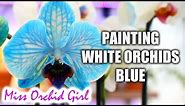 DIY Blue Orchid - How blue Phalaenopsis Orchids are made