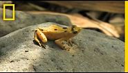 Frogs vs. Fungus | National Geographic
