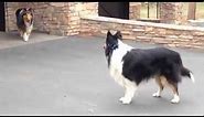 tri-coloured Long-Haired Rough Collie