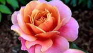 Grow 'Distant Drums' Roses for Their Beautiful Ombre Blooms