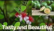 Pineapple Guava - Evergreen Bush ~ feijoa sellowiana