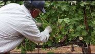 Grapevine Leaf Pulling and Thinning | How to Ripen Grapes on the Vine | Wine Education Videos