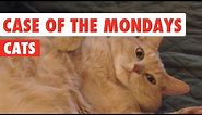 Case of the Mondays Cats Funny Pet Video Compilation 2017
