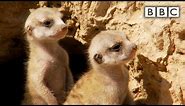Baby meerkats leave burrow for the first time | Natural World - BBC