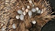 European Hedgehog Mortality - Parasites & Diseases | Wildlife Online
