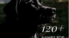 120  Best Dog Names for Black Labradors