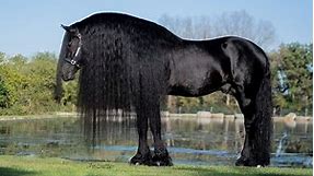 7 Horse Breeds With Long Hair & Feathered Feet