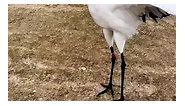 Red crowned crane symbol of love and longevity is dancing in joyful mood#red#crowned#crane#bird#dance#nature#wildlife#facts#information#photography#videography#animals#reel#facebook#dira#saha# | Dira Saha