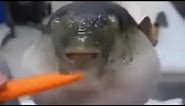 Moaning Pufferfish Meme (EMOTIONAL)