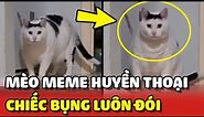 Câu chuyện về chú mèo Meme huyền thoại với chiếc bụng luôn ĐÓI 😂 | Yêu Lu