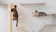 Jungle gyms for cats