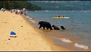 Sunbathers Shocked When Momma Bear Take Her Cubs For a Dip In Lake Tahoe