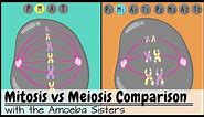 Mitosis vs. Meiosis: Side by Side Comparison