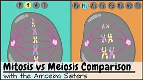 Mitosis vs. Meiosis: Side by Side Comparison