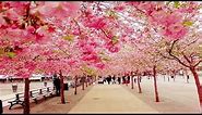 The Most Beautiful Cherry Blossom in the World