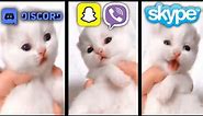 Cute Kitten Meows but Social Media ringtones
