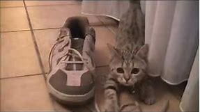 British Shorthair kitten 16 weeks old playing