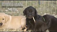 The Puppy Stage With Brookstone Kennels Performance Gundogs - Hunting Dog Training