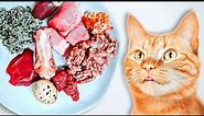 How To Raw Feed Your Cat (Ultimate Beginner's Guide)