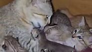 Andaman Baby - A mumma's love for her baby kittens #cute...