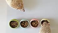 Small Animal Hamster Hedgehog Food Bowl Water Feeder