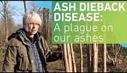 Ash dieback disease: A plague on our ashes