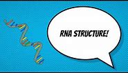 RNA Structure and Types of RNA