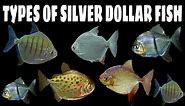 5 Different Types Of Silver Dollar Fish