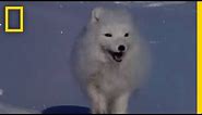 Arctic Fox Raids Polar Bear Kill | National Geographic