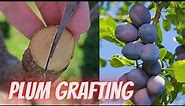 How to graft plum trees