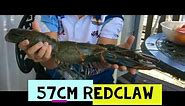 BIGGEST REDCLAW CRAYFISH LOCATIONS IN QUEENSLAND 2 BIG RED CLAW CRAYFISH IN THE WORLD YABBIES YABBY