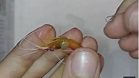 Saltwater shrimp surgery - Removing parasitic isopods