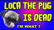 Loca the pug is dead (I'm what?)
