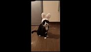 Cat has a Priceless Reaction to his New Easter Bunny Ears