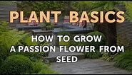 How to Grow a Passion Flower From Seed