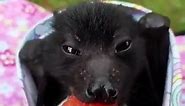 Bat Tastes Watermelon For First Time