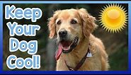 How to Cool Your Dog Down in Summer! Tips on How to Keep Your Dog Cool in Hot Weather! Dog Health!