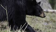 Black bear den cam streaming live from Monroe County