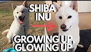 White Shiba Inu Puppy Growing Up 5 Months to 1 Year