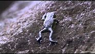 Pebble toad rollover - Nature's Greatest Dancers: Episode 2 Preview - BBC One