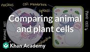 Comparing animal and plant cells | Cells and organisms | Middle school biology | Khan Academy