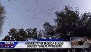 Florida Gators? Try Florida Bats