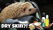 Hedgehog Care: Dealing with Dry Skin