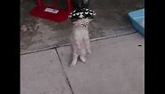 Cat dances with sombrero on it's head