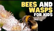 Bees and Wasps for Kids | Learn all about these interesting insects