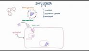 Influenza A and B Infection and Replication