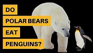 Do Polar Bears Eat Penguins? [No - Find Out Why]
