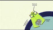 Animated Figure: Inositol Phospholipid Signaling