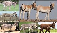 All Donkey Breeds / Complete list of Donkey breeds / Types of Donkey breeds